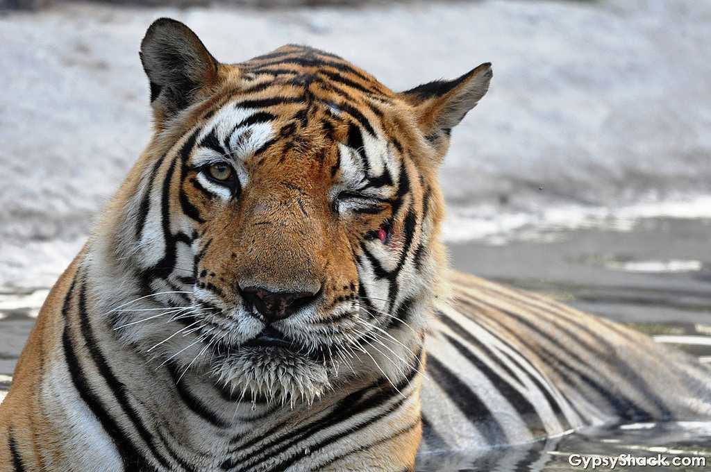 Bandhavgarh National Park