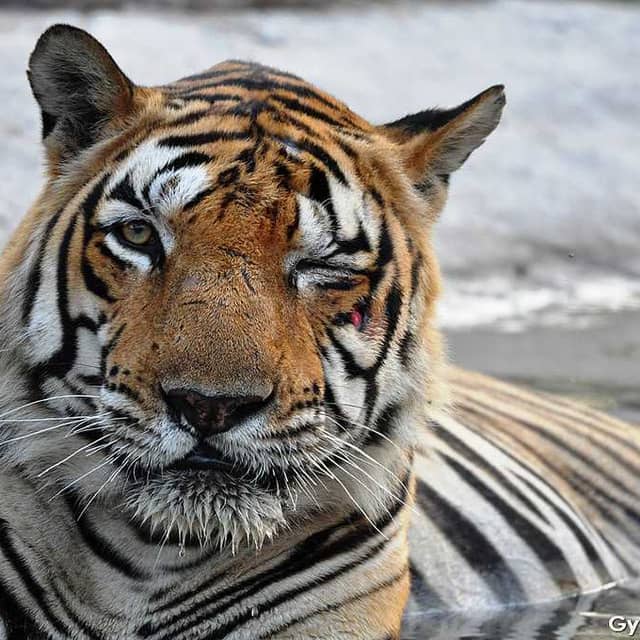 Bandhavgarh National Park