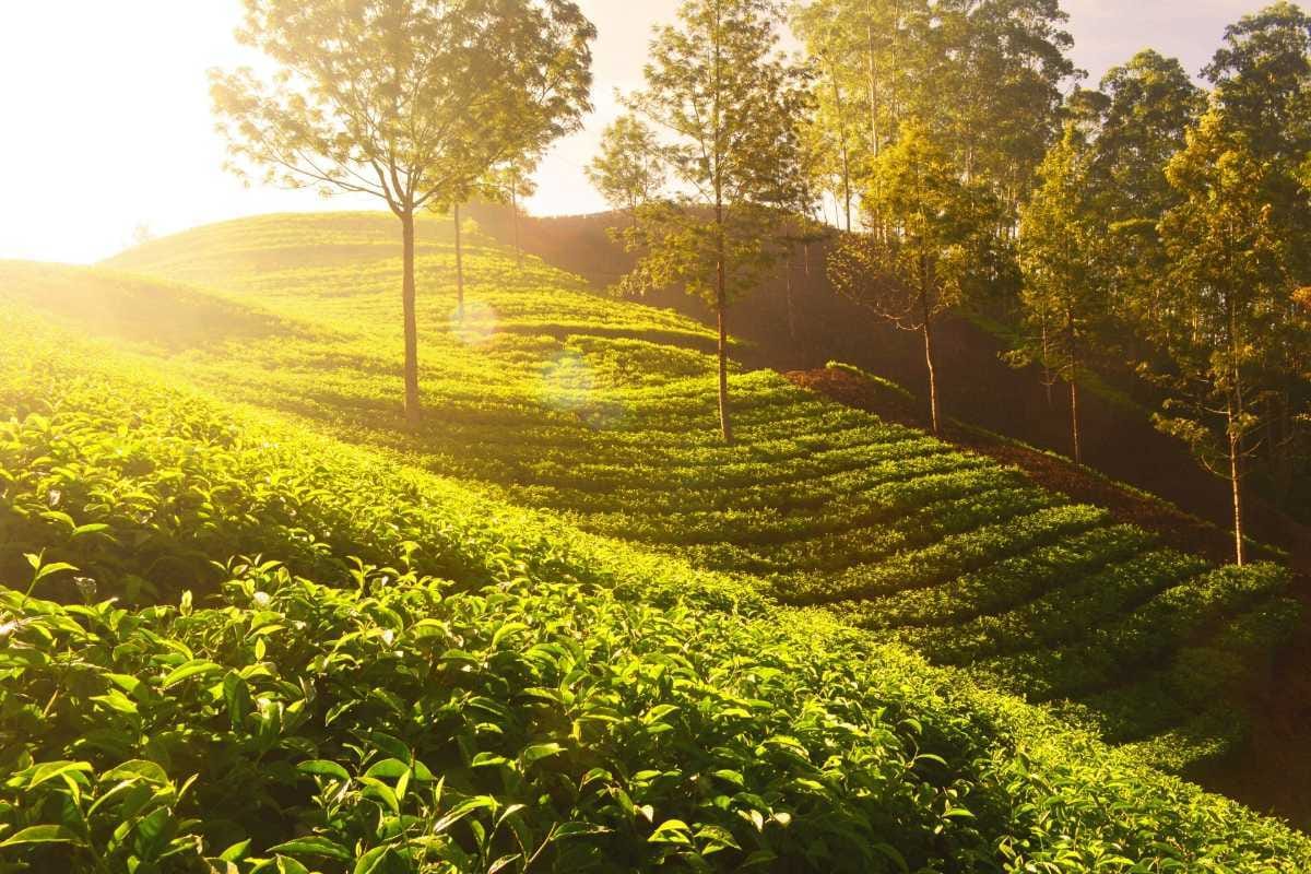 Chikmagalur