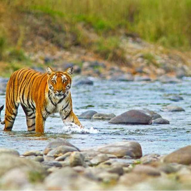 Jim Corbett National Park