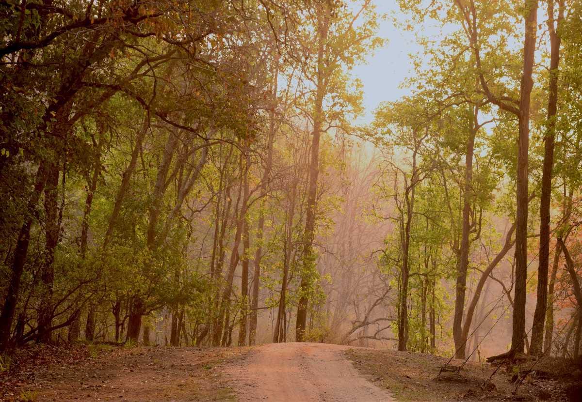 Kanha National Park