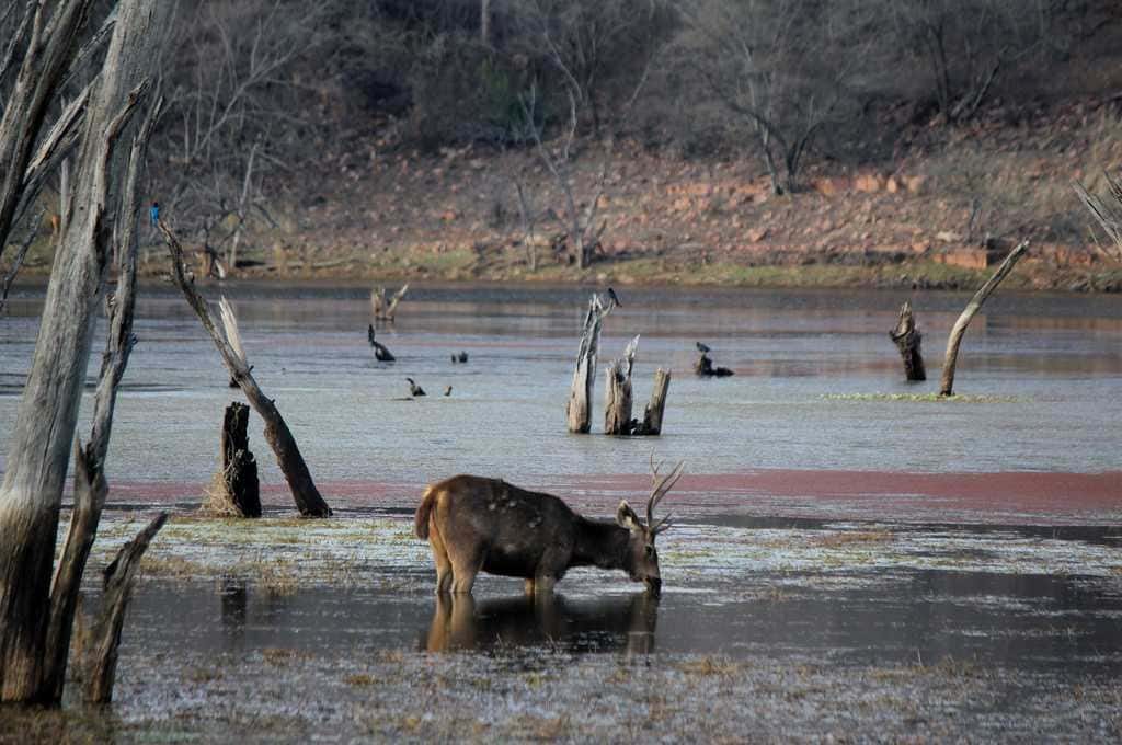 Ranthambore