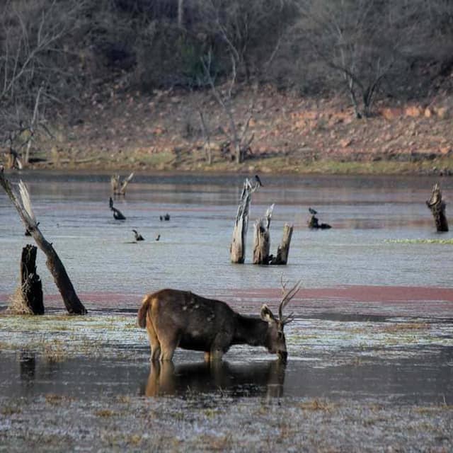 Ranthambore