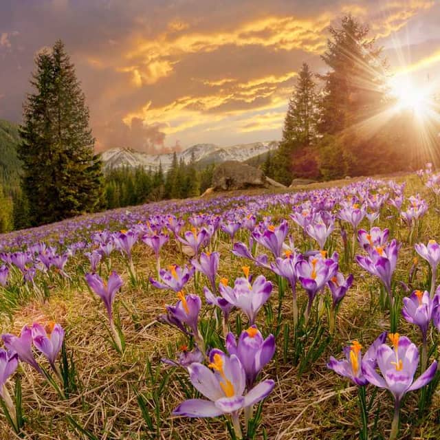 Valley of Flowers