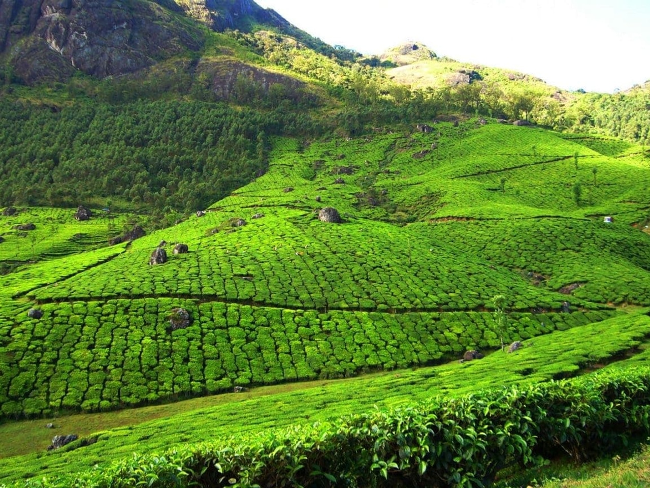 Munnar in August 2025: Complete Monsoon Travel Guide with Tea Gardens and Waterfalls