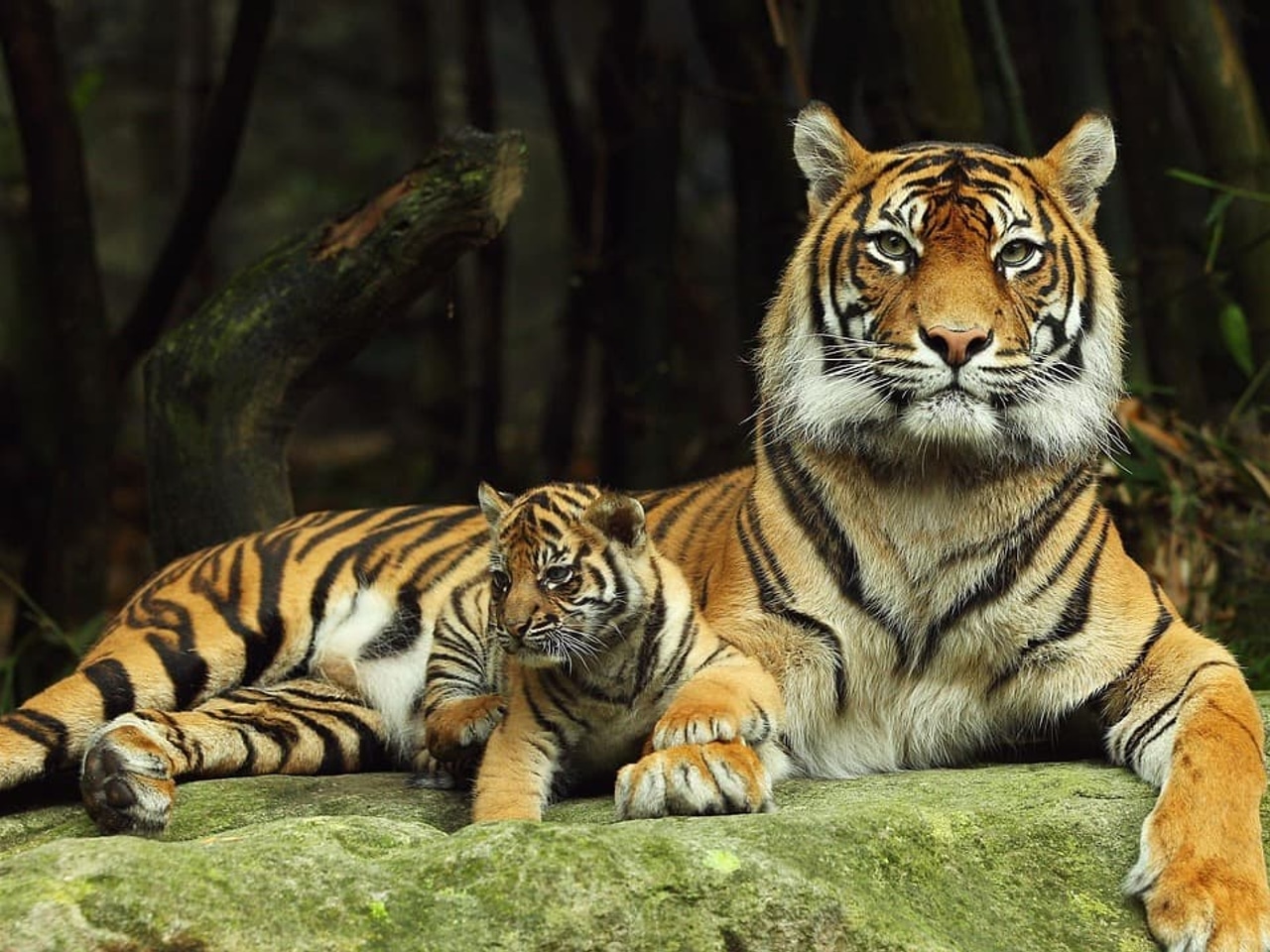 Wildlife & Eco-festivals in November: Dudhwa, Bandhavgarh & Responsible Travel Tips