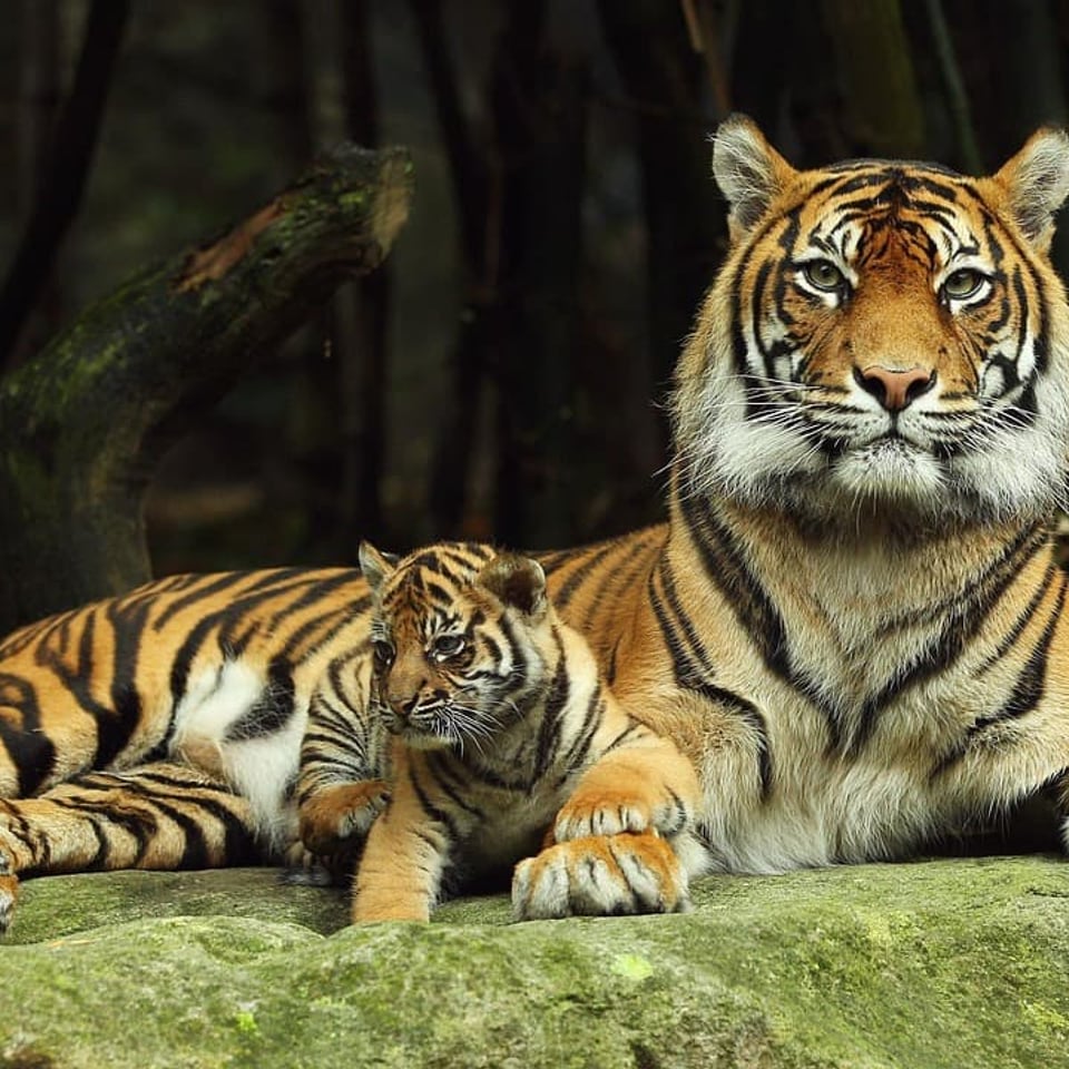 Wildlife & Eco-festivals in November: Dudhwa, Bandhavgarh & Responsible Travel Tips
