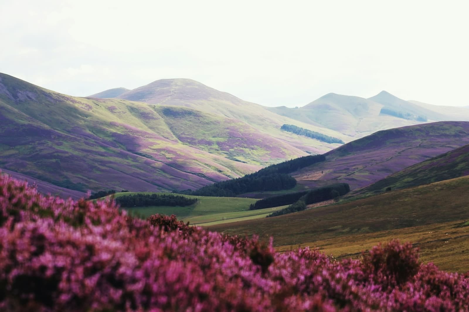 Valley of Flowers Trek 2026: How to Find a Group and Split the Cost